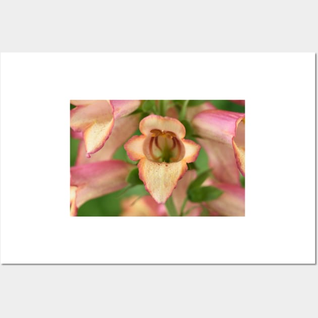 Digitalis x valinii Illumination Pink = 'Tmdgfp001' Foxglove Illumination Series Wall Art by chrisburrows